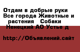 Отдам в добрые руки  - Все города Животные и растения » Собаки   . Ненецкий АО,Устье д.